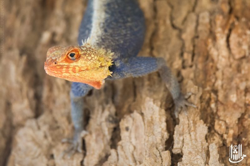 Agama spinosa